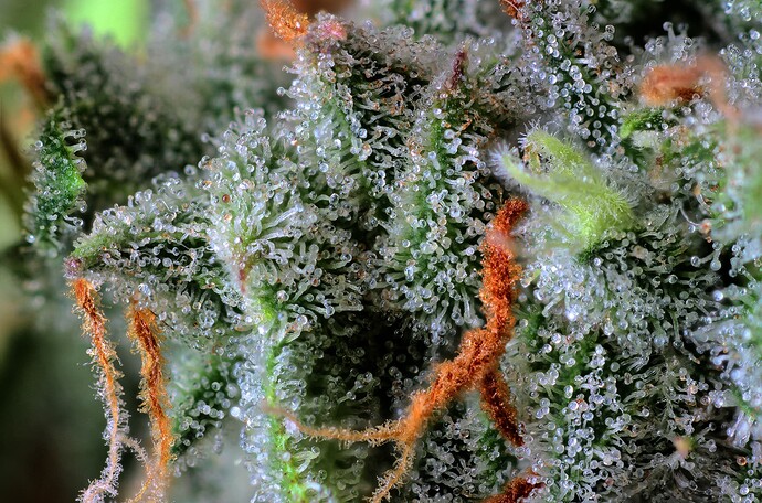 IMG_9108_09_10_11_12_13