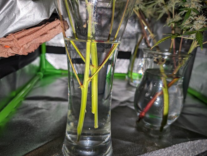 Growreport Bild 7