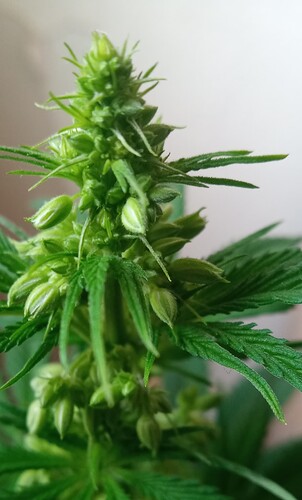 Growreport Bild 24