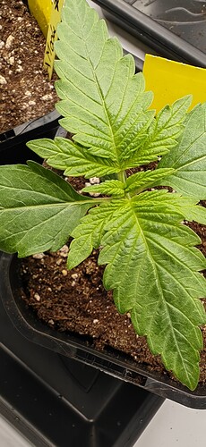 Growreport Bild 5