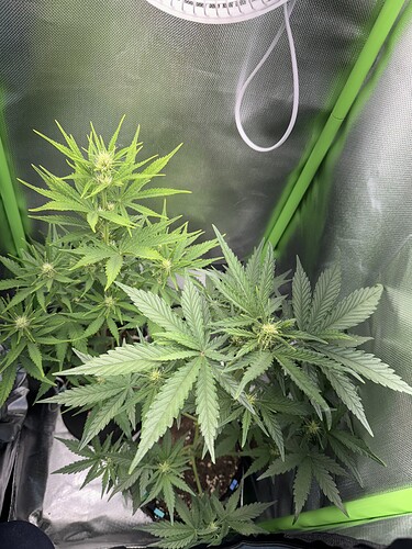 Growreport Bild 16