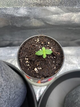 Growreport Bild 33