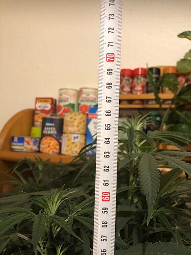Growreport Bild 4