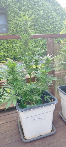 Growreport Bild 22