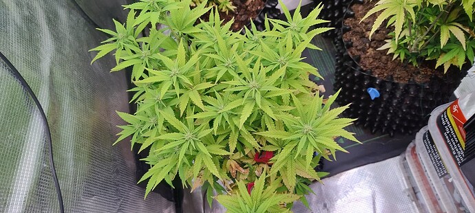 IMG_20251116_221047332_HDR