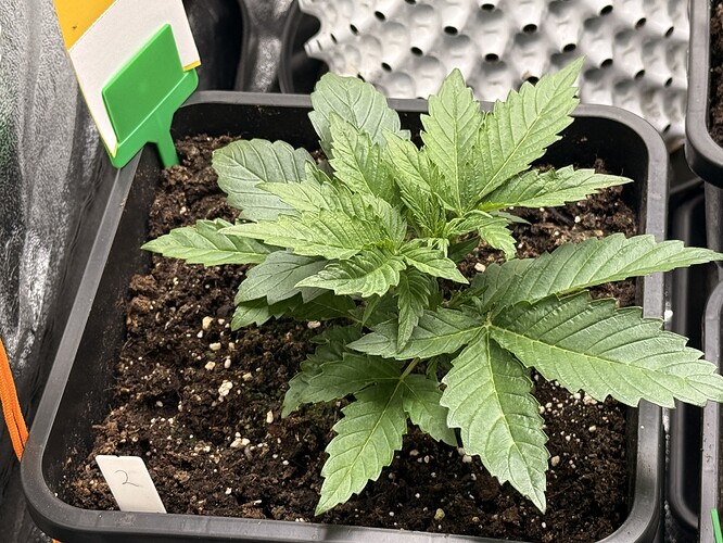 Growreport Bild 9