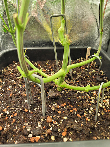 Growreport Bild 14