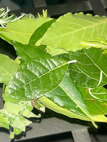 Growreport Bild 76