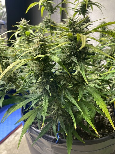 Growreport Bild 39