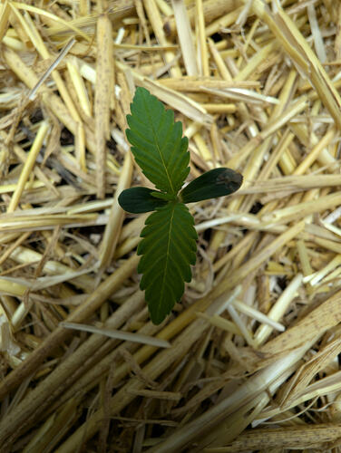 Growreport Bild 1