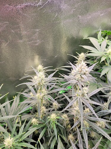 Growreport Bild 16