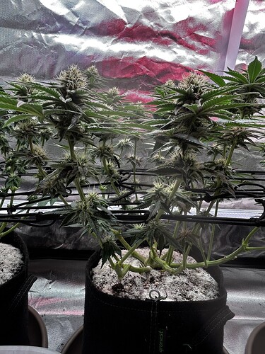 Growreport Bild 21