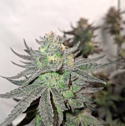 Growreport Bild 8