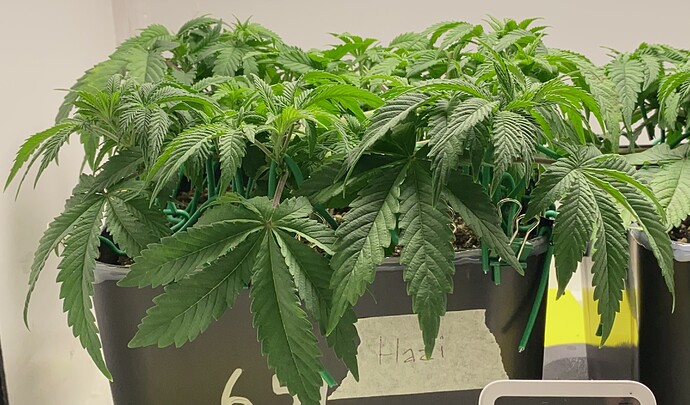 Growreport Bild 1