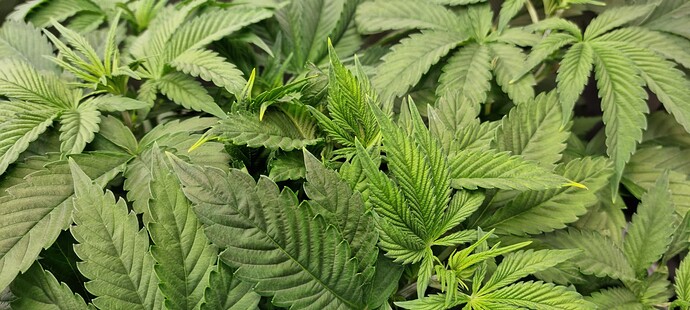 17326360747285336136252983832843