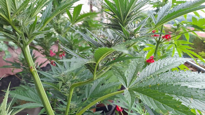 Growreport Bild 32