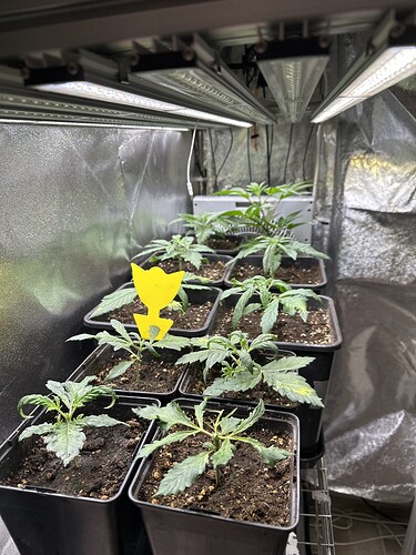Growreport Bild 27