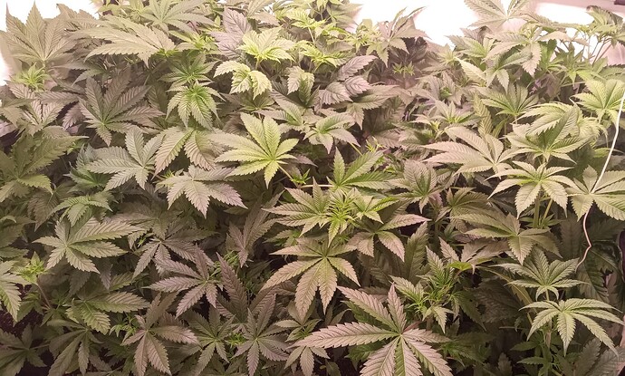 Growreport Bild 33