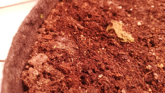 IMG_20250330_224353_640