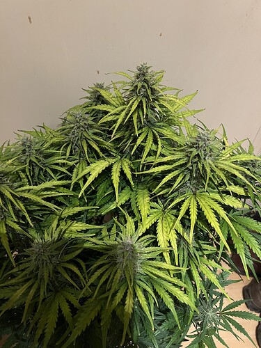 Growreport Bild 5