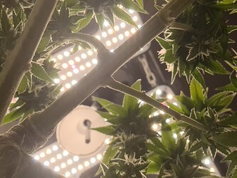 Growreport Bild 111
