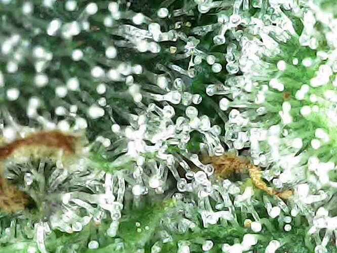 Photo_2025-04-06 08_41_06_011