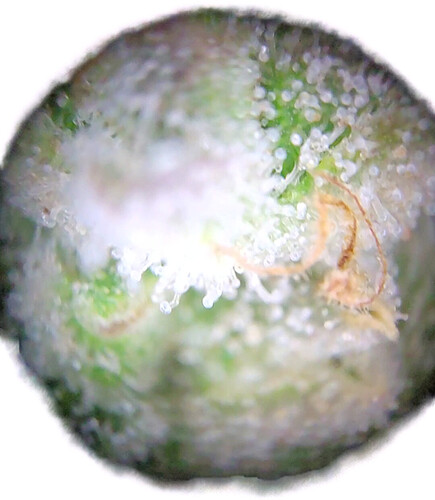 Growreport Bild 23