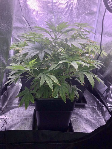 Growreport Bild 4