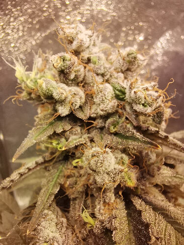 Growreport Bild 1