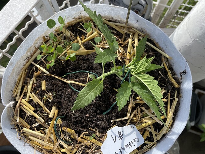 Growreport Bild 17
