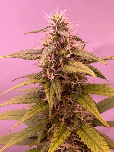 Growreport Bild 22