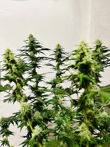 Growreport Bild 3