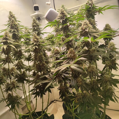 Growreport Bild 34