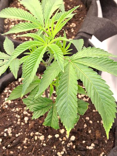 Growreport Bild 4