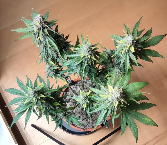 Growreport Bild 3
