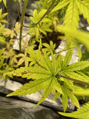 Growreport Bild 5