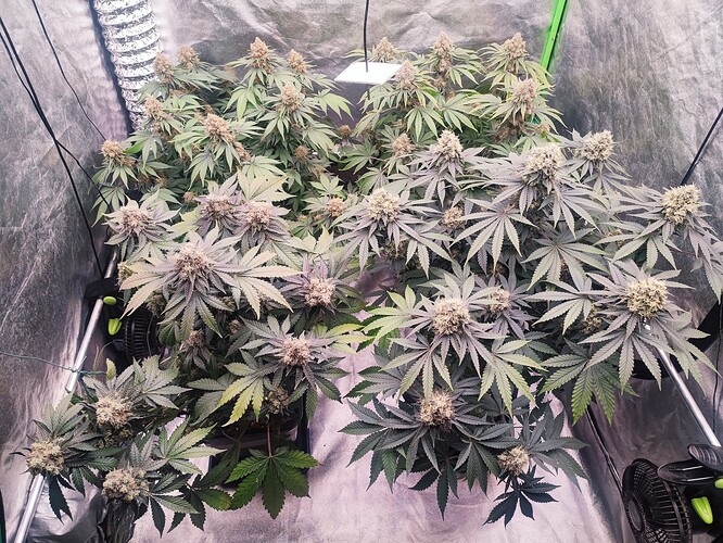 Growreport Bild 31
