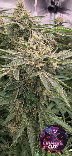 Growreport Bild 49
