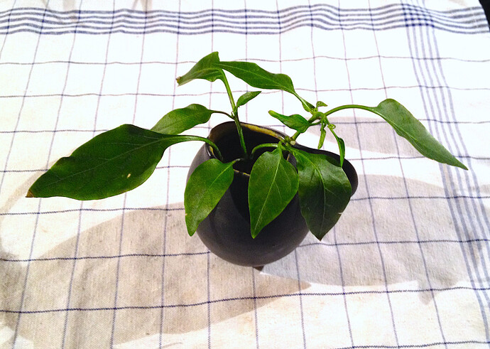 chili-stecklinge_wurzeln_1