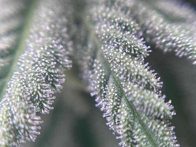 Growreport Bild 32
