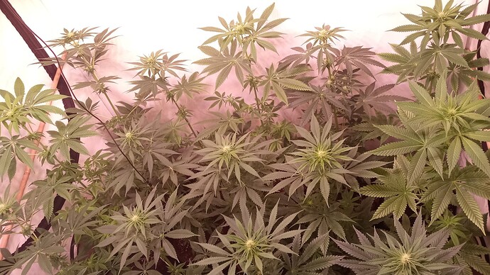Growreport Bild 29