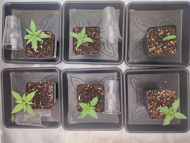 Growreport Bild 21