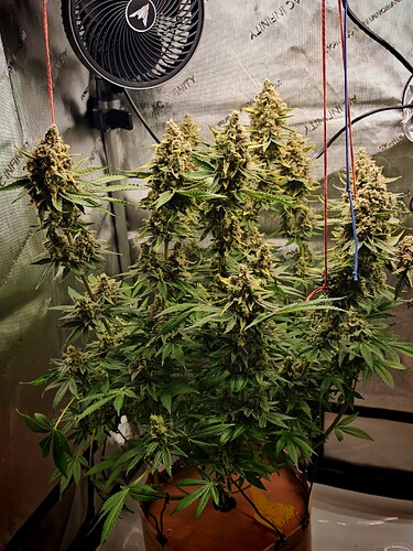 Growreport Bild 4