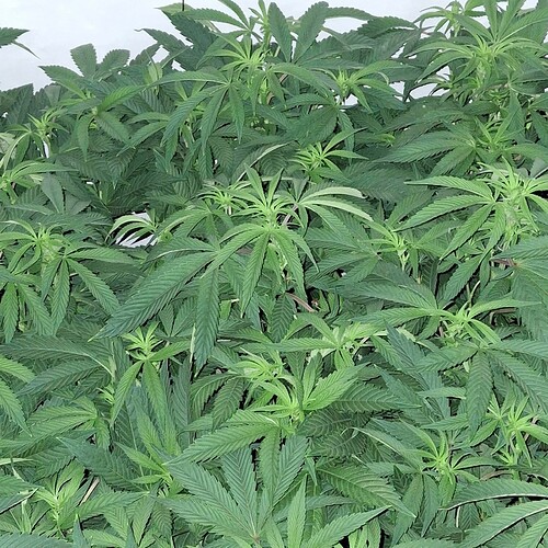 Growreport Bild 18