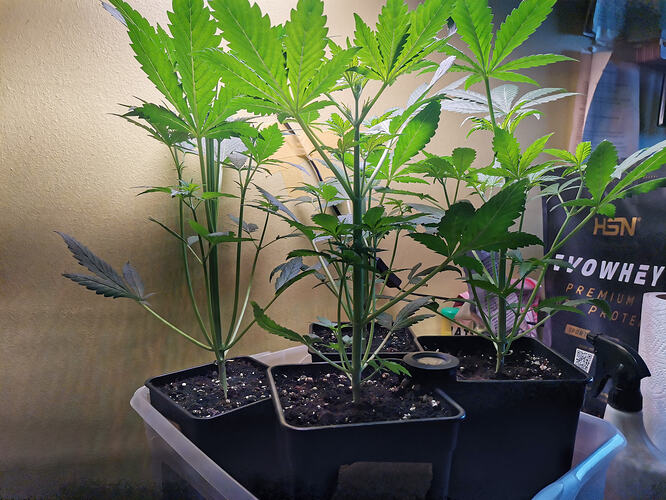 Lucky Hemp LT22 (2)