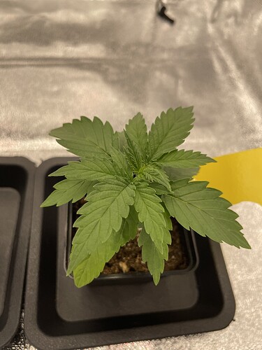 Growreport Bild 42
