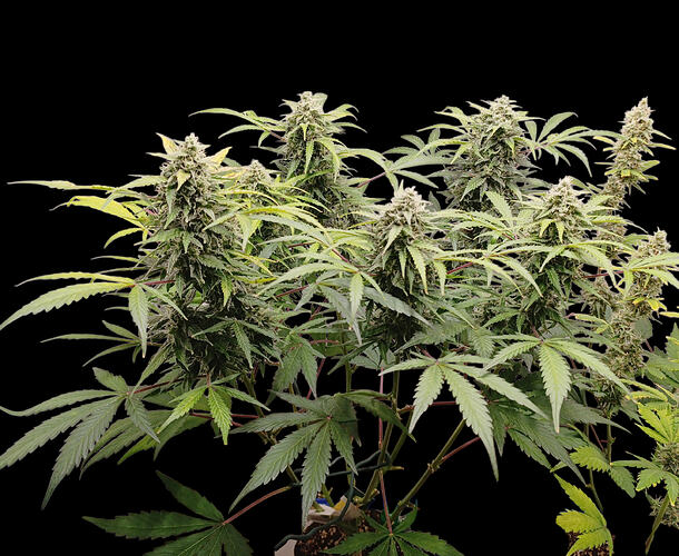 Growreport Bild 3