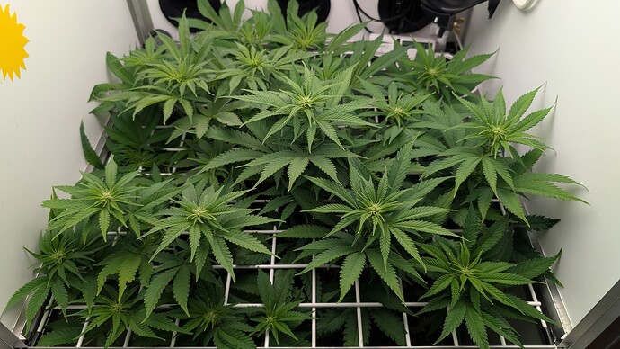Growreport Bild 11