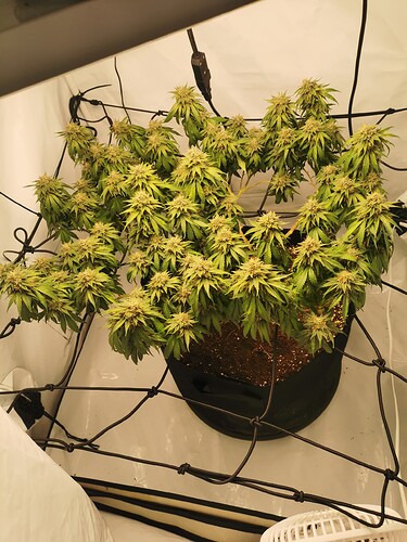 Growreport Bild 1
