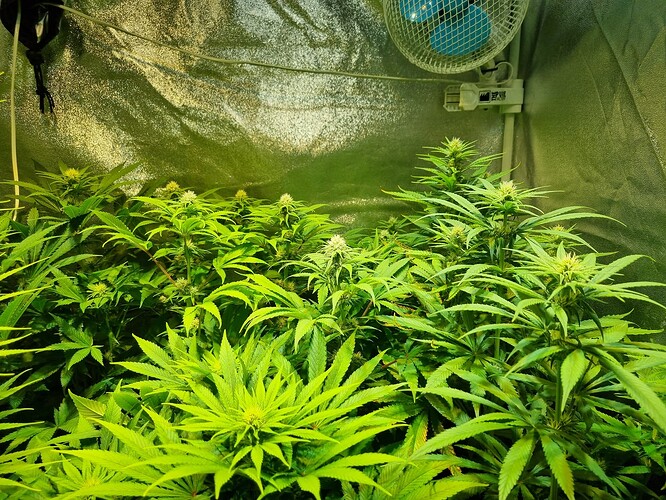 Mehrere Cannabispflanzen in der Wachstumsphase in einem Zelt, mit einem Ventilator an der Decke.